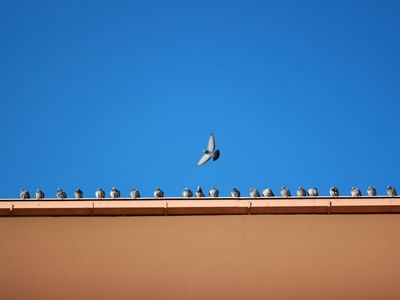 Pigeons en toiture