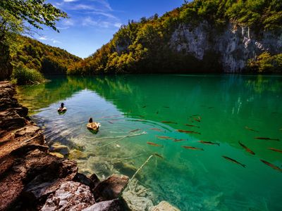Crystal clear water with fish - Plitvice Lakes National Park - Plitvice Jezara, Croatia