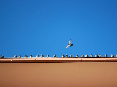 Pigeons en toiture