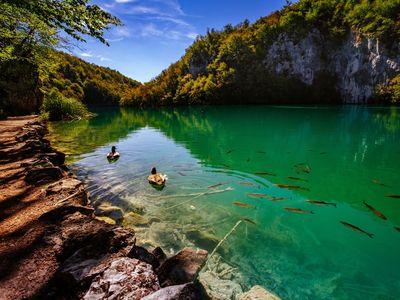 Crystal clear water with fish - Plitvice Lakes National Park - Plitvice Jezara, Croatia