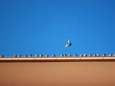 Pigeons en toiture