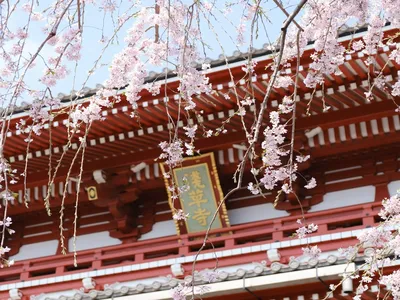 Japon