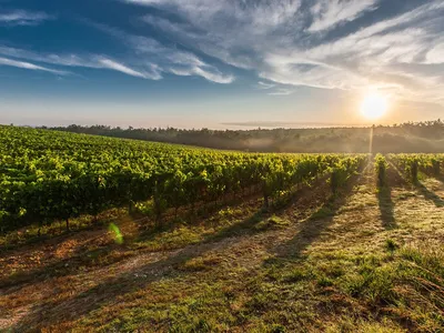 Vignobles gÃÂ©orgiens