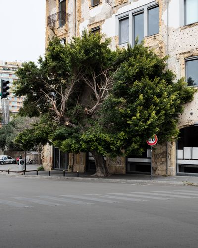 Ieva SaudargaitÃÂ Douaihi | Curtain Fig near Beit Beirut