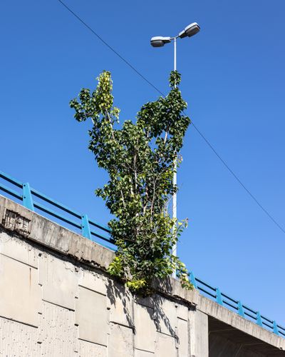 Ieva SaudargaitÃÂ Douaihi | Sacred fig on the bridge (Ficus religiosa)