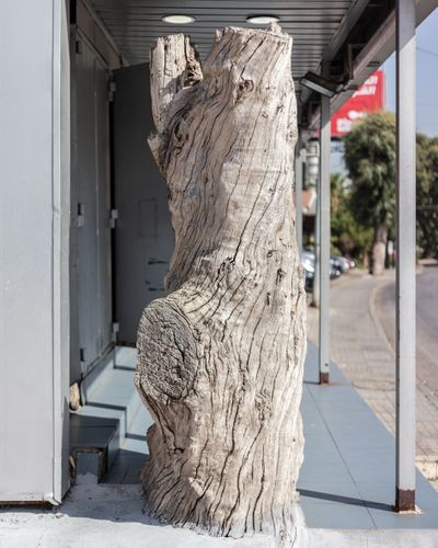 Ieva SaudargaitÃÂ Douaihi | Eucalyptus tree trunk