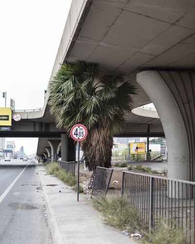 Ieva SaudargaitÃÂ Douaihi | Palm Tree in Dbayeh (Washingtonia robusta)