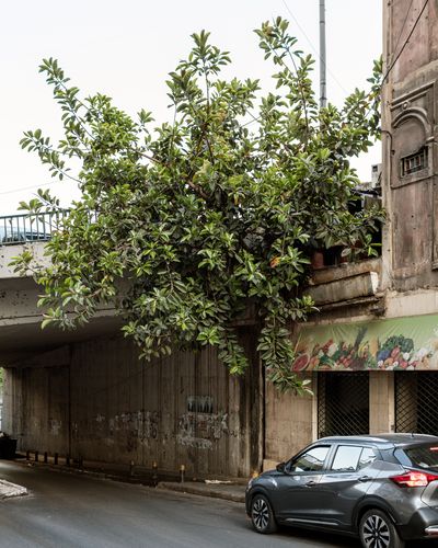 Ieva SaudargaitÃÂ Douaihi | Rubber Tree on Salim Salam (Ficus elastica)