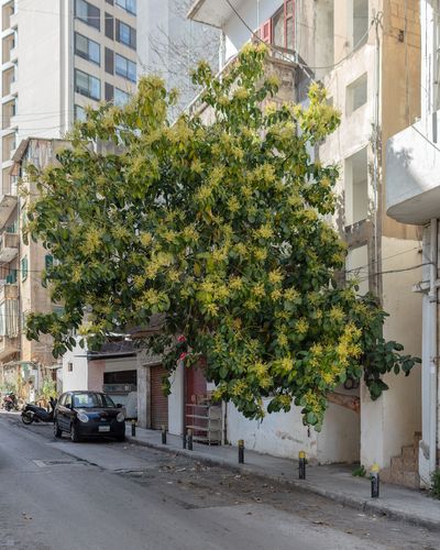 Ieva SaudargaitÃÂ Douaihi | Avocado Tree (Persea americana)