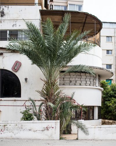 Ieva SaudargaitÃÂ Douaihi | Date Palm in Ras Beirut (Phoenix dacylifera)