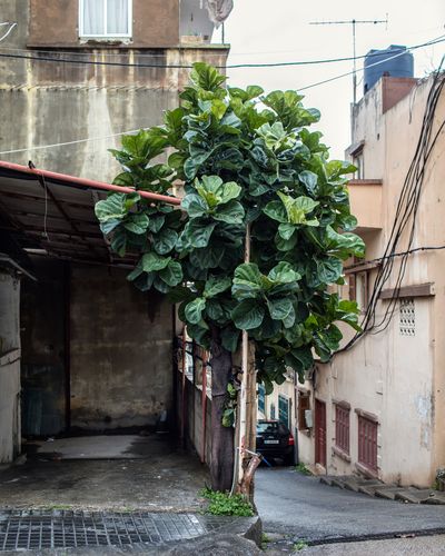 Ieva SaudargaitÃÂ Douaihi | Fiddle Leaf Fig (Ficus lyrata)