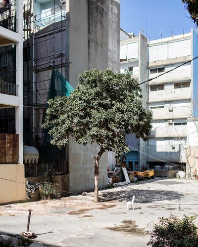 Ieva SaudargaitÃÂ Douaihi | Loquat Tree (Eriobotrya japonica)