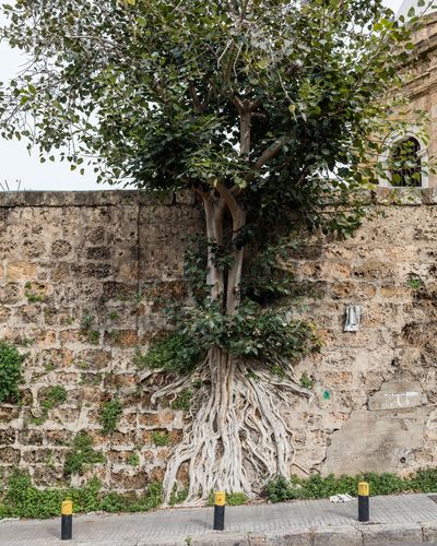 Ieva SaudargaitÃÂ Douaihi | Sacred Fig on Bachoura Cemetery (Ficus religiosa)