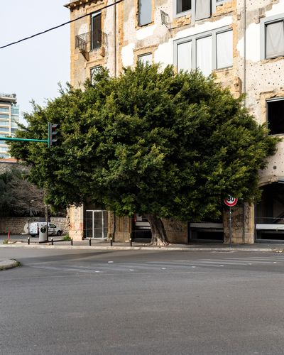 Ieva SaudargaitÃÂ Douaihi | Curtain Fig near Beit Beirut