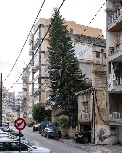 Ieva SaudargaitÃÂ Douaihi | Cook pine (Araucaria columnaris)