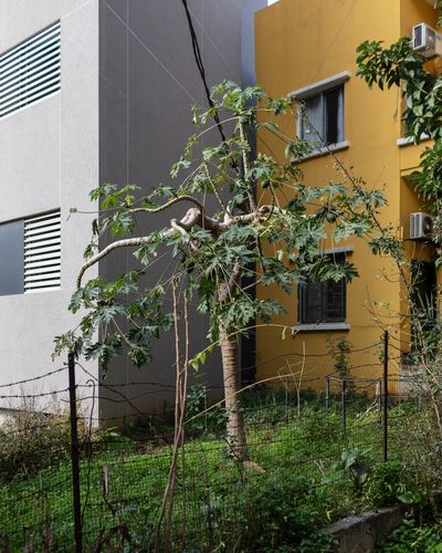 Ieva SaudargaitÃÂ Douaihi | Papaya Tree (Carica papaya)
