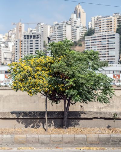 Ieva SaudargaitÃÂ Douaihi | Mexican Bird of Paradise (Caesalpinia mexicana) and Zanzalakht (Melia azedarach)