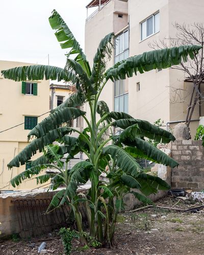 Ieva SaudargaitÃÂ Douaihi | Banana Tree (Musa acuminata)