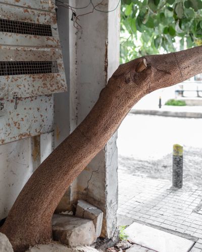 Ieva SaudargaitÃÂ Douaihi | Avocado Tree Trunk