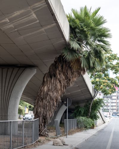 Ieva SaudargaitÃÂ Douaihi | Palm Tree in Dbayeh (Washingtonia robusta)