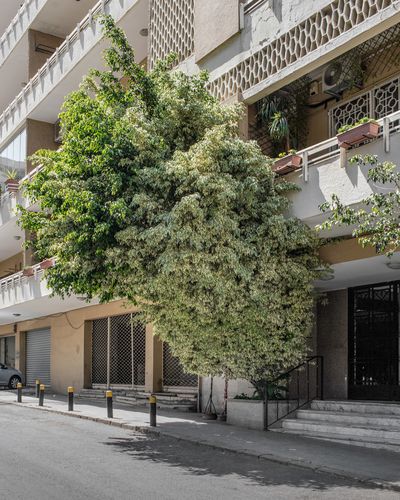 Ieva SaudargaitÃÂ Douaihi | Tropical fig (Ficus variegata)