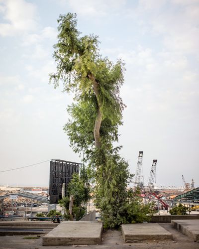 Ieva SaudargaitÃÂ Douaihi | Eucalyptus Tree hiding the Beirut Port Silos (Eucalyptus Globulus)