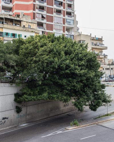Ieva SaudargaitÃÂ Douaihi | Curtain Fig in Zouqaq el-Blatt