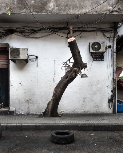 Ieva SaudargaitÃÂ Douaihi | Rubber Tree in Burj Hammoud (Ficus Elastica)