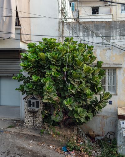 Ieva SaudargaitÃÂ Douaihi | Fiddle Leaf Fig in Karm el Zeitoun (Ficus lyrata)