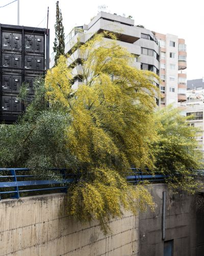 Ieva SaudargaitÃÂ Douaihi | Jerusalem Thorn (Parkinsonia aculeata)