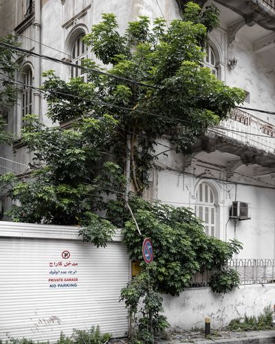 Ieva SaudargaitÃÂ Douaihi | Umbrella Plant (Schefflera)