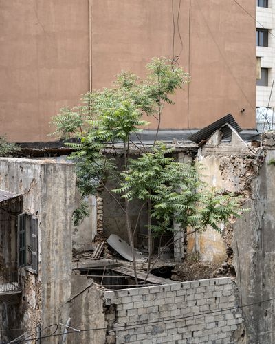 Ieva SaudargaitÃÂ Douaihi | Tree of Heaven (Ailanthus Altissima)