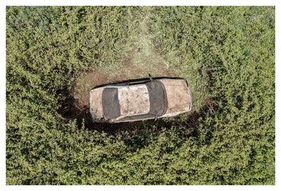 Ieva SaudargaitÃÂ Douaihi | Pan’s Garden: The Car