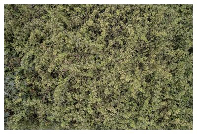Ieva SaudargaitÃÂ Douaihi | Pan’s Garden: The Bush