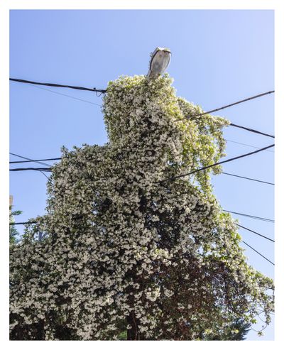 Ieva SaudargaitÃÂ Douaihi | the bride