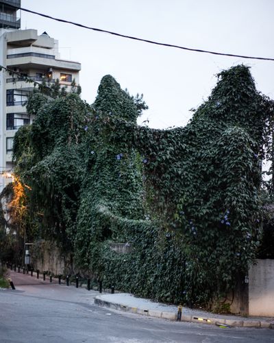 Private: Ieva SaudargaitÃÂ Douaihi | Rubber Tree (Ficus elastica)