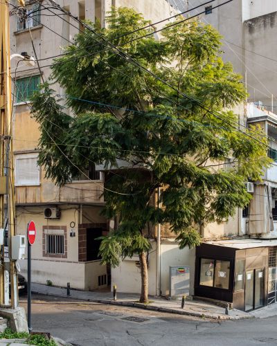 Ieva SaudargaitÃÂ Douaihi | Jacaranda Tree