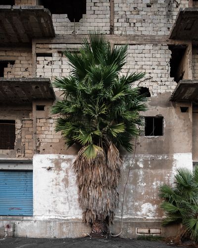 Ieva SaudargaitÃÂ Douaihi | Palm Tree (Washingtonia robusta)