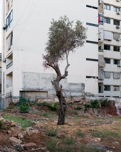 Ieva SaudargaitÃÂ Douaihi | Olive Tree (Olea Europaea)