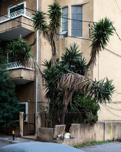 Ieva SaudargaitÃÂ Douaihi | Yucca