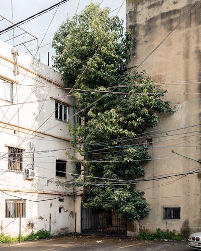 Ieva SaudargaitÃÂ Douaihi | Avocado Tree (Persea americana)