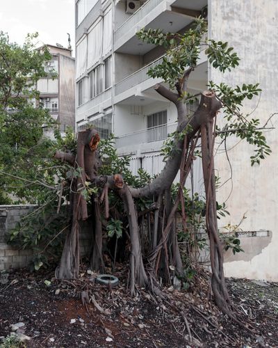 Ieva SaudargaitÃÂ Douaihi | Rubber Tree (Ficus elastica)