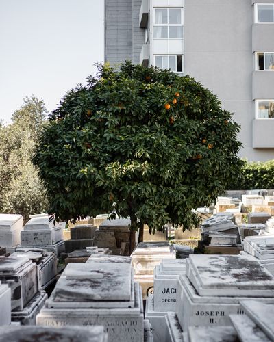 Ieva SaudargaitÃÂ Douaihi | Bitter orange in the Jewish Cemetery (Citrus aurantium)