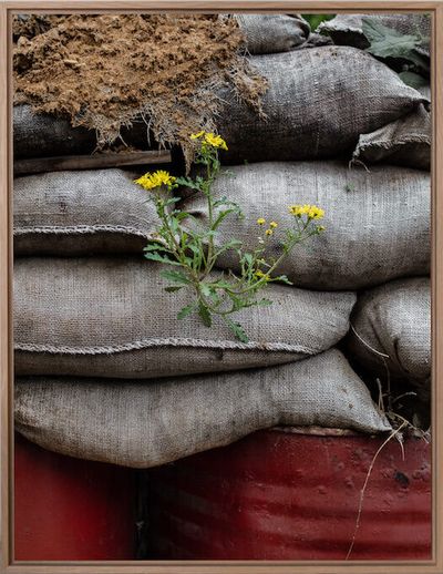 Ieva SaudargaitÃÂ Douaihi | Groundsel at army outpost