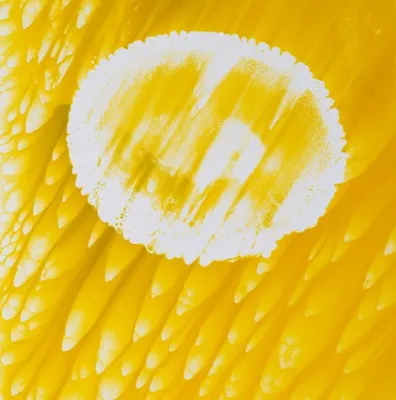 Abstraction jaune et blanche évoquant une goutte de parfum sur papier photographique