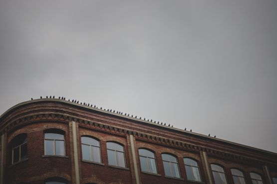 Line of Pigeons Abstract Silhouette Line on Old Brick Building R