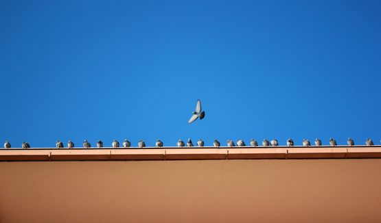 Pigeons en toiture
