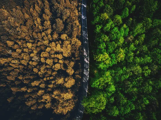 Half autumn half summer forest top down view