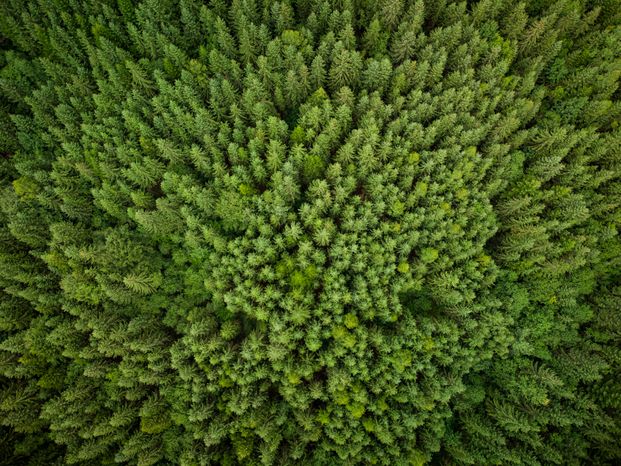 texture of green fir trees aerial view